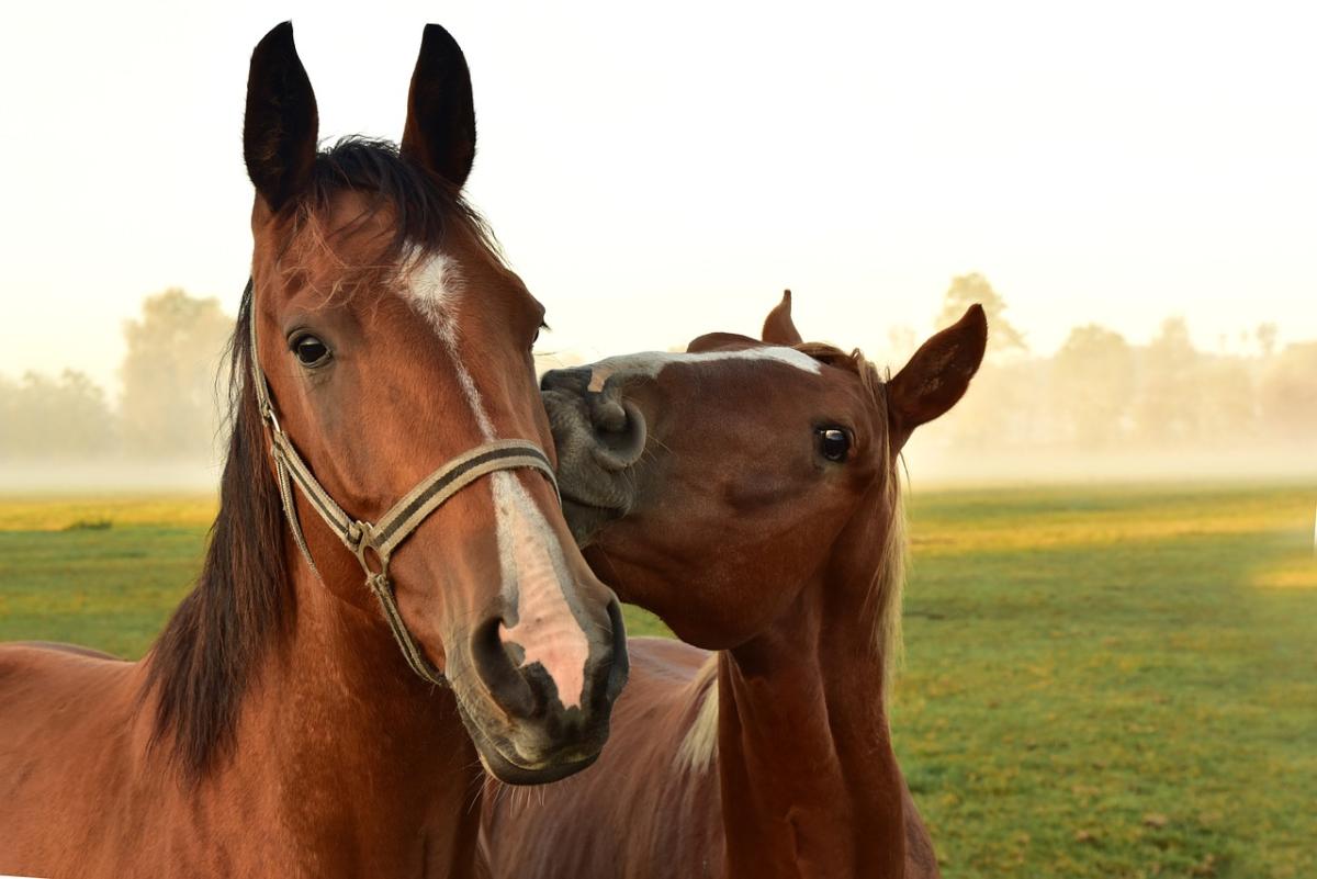 Fieracavalli 2022: programma e tutto quello che c’è da sapere