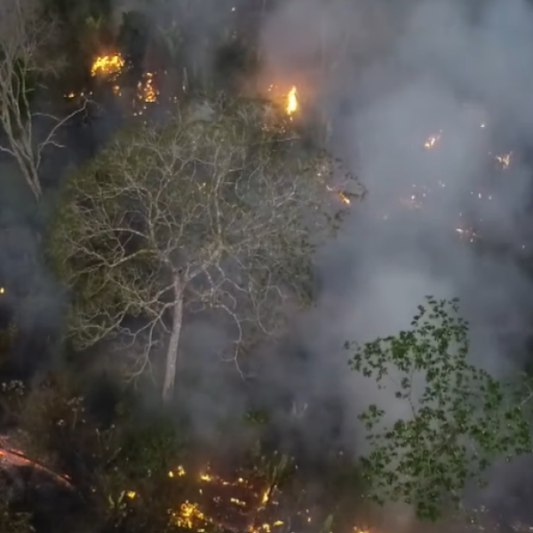 Incendi in Amazzonia, bruciano le foreste del Brasile: allerta anche in diversi Paesi sudamericani | VIDEO