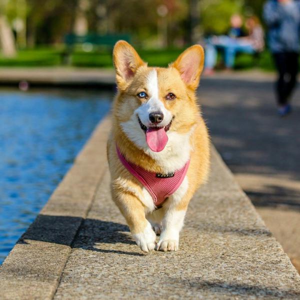 Dove lasciare il cane durante le vacanze estive? Tutte le opzioni e come prepararlo al distacco