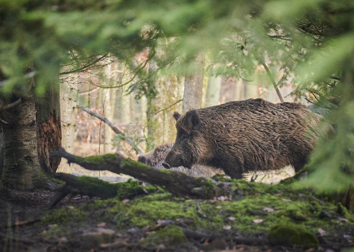 Peste suina africana: è allarme in Piemonte e Liguria