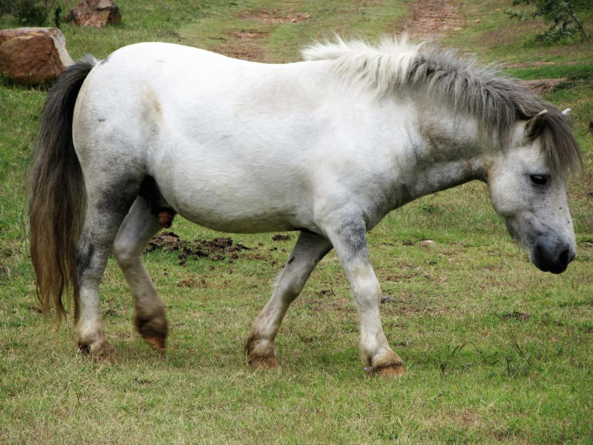 Corsa clandestina di pony a Palermo: ritrovato l’equino costretto a…