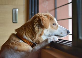 La sindrome di Noè o “Animal hoarding”: l’accumulo compulsivo di animali