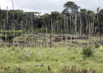 UE stop all’importazione di prodotti da deforestazione: regolamentato il commercio di caffé, legno e olio di palma