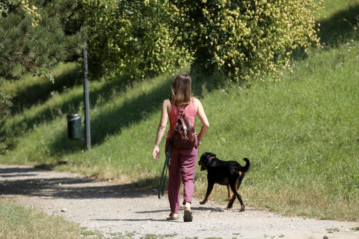 Tenta di rubare un cane a Milano, ma l’animale si impunta: ladro fu…