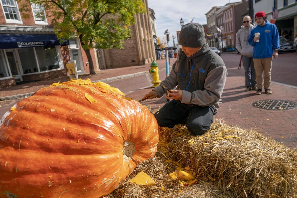 California, battuto il record mondiale per la zucca più grande: pes…