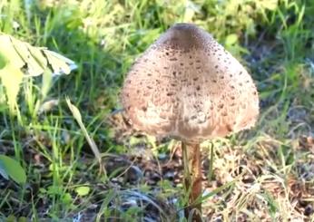 Il fungo Mazza di Tamburo è velenoso? Specie aliena tropicale individuata in Calabria