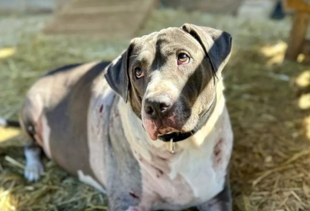 Cane e proprietario aggrediti, ma solo l’umano viene soccorso