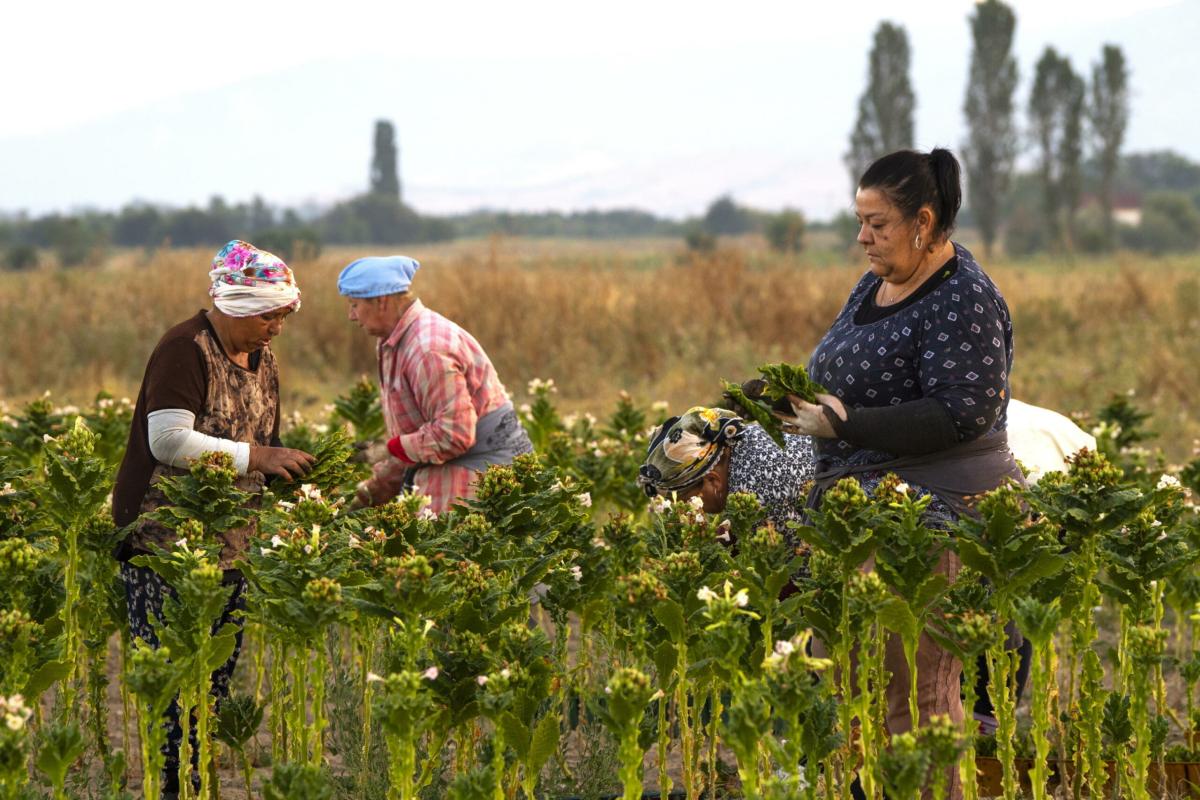 OTD e OTI: rilevazione delle retribuzioni dei lavoratori del settore agricolo, le istruzioni INPS