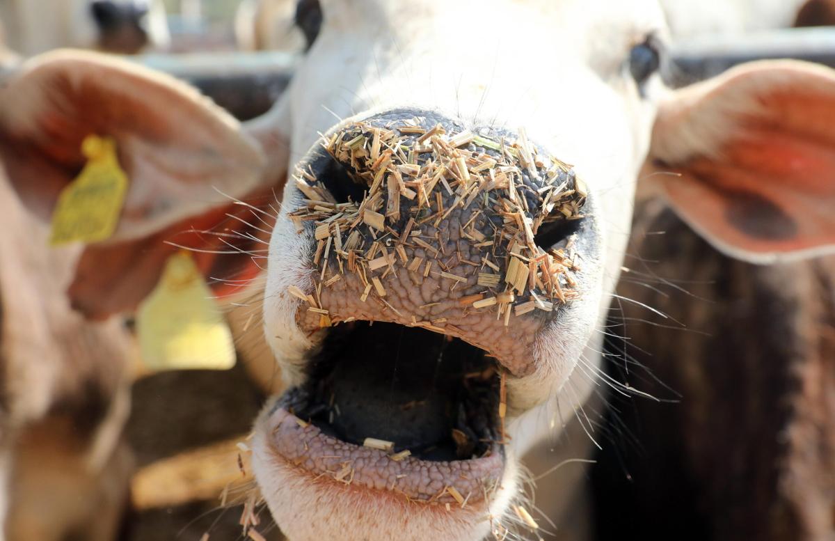 Donna aggredita da una mucca sull’Alpe di Siusi: non è in pericolo …