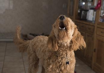 Perché il cane abbaia di continuo? Cause e consigli per farlo smettere