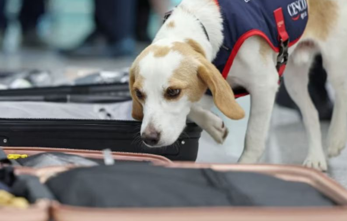 Olimpiadi Parigi 2024, timore per l’arrivo delle cimici da letto in Corea del Sud: l’aeroporto di Seul usa un cane per individuare i parassiti | VIDEO