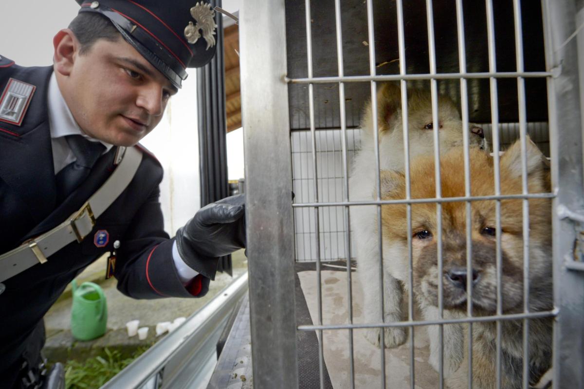 Orrore a Solopaca, i due cani di quartiere Miguel e Sofia uccisi a fucilate: caccia agli aggressori. Borrelli (AVS): “Crudeltà raccapricciante”