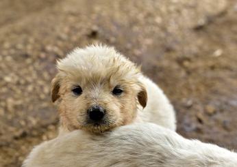 Crudeltà ad Altamura: tre cuccioli gettati in un pozzo insieme alla loro mamma. Gli animalisti: “Chi sa, si faccia avanti”