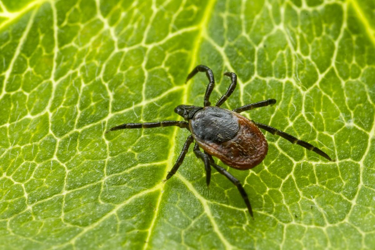 Allarme zecche, aumentano i casi di encefalite: quali sono le zone a rischio e come difendersi