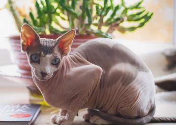 Sphynx: carattere, prezzo e difetti. Tutto sulla razza del gatto di…