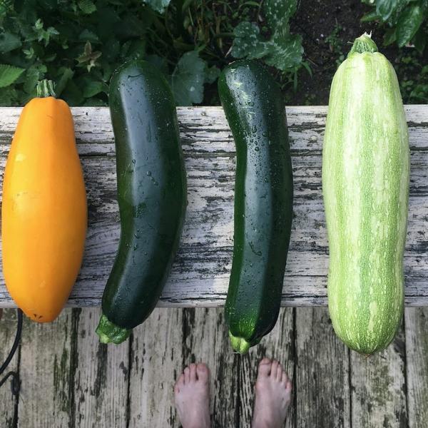 Creatività in cucina: ecco come cucinare le zucchine in modo diverso