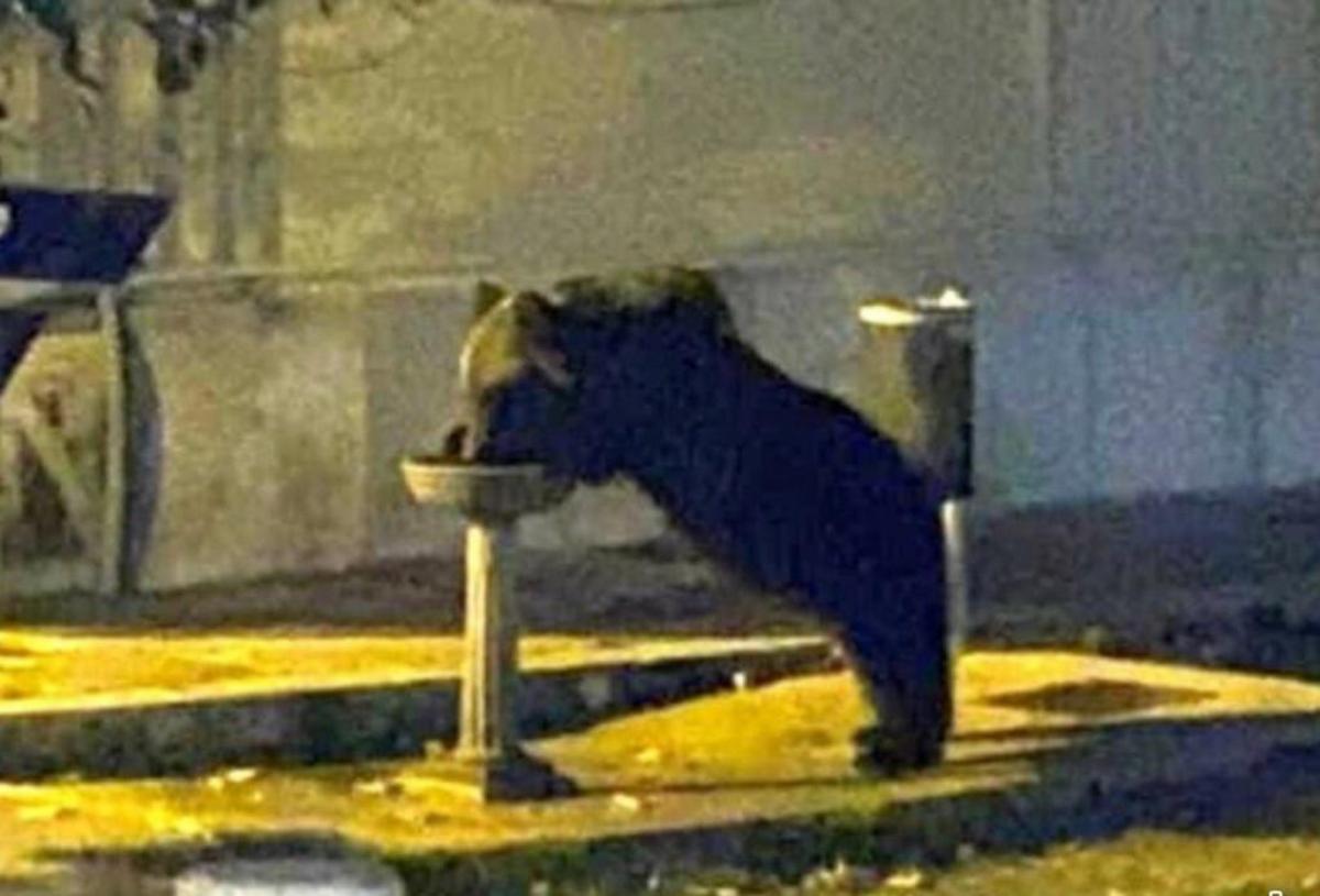 Morto Juan Carrito. L’orso marsicano simbolo del Parco Nazionale d’…