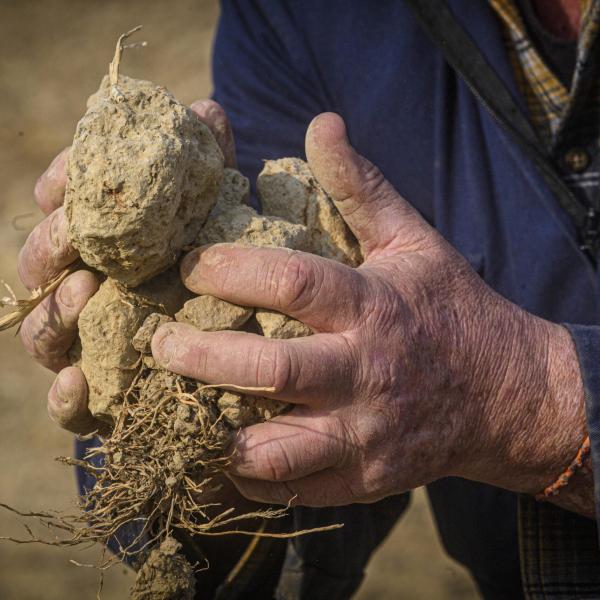 Siccità, l’allarme di Coldiretti: 2023 anno più caldo di sempre in Italia, agricoltura in ginocchio