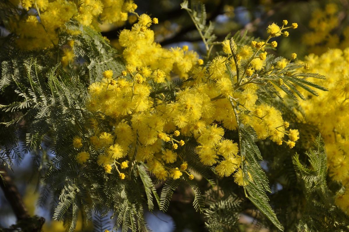 Per la festa della donna ecco la ricetta del rotolo mimosa