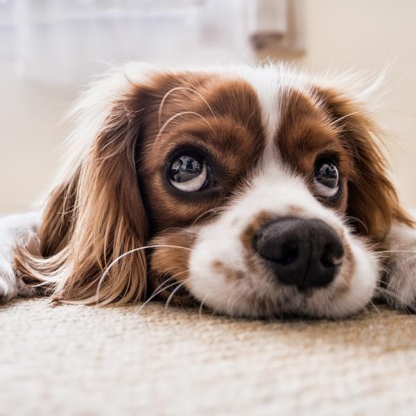 “Doggo Daiily”, il fotografo di cani spopola su Instagram: “In Italia mi sono innamorato di questi animali, in Iran è proibito averne”. Anticipazioni sul libro