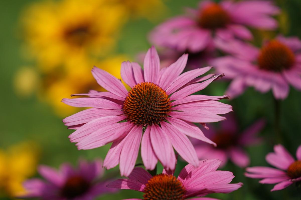 Cos’è l’Echinacea e quali sono le proprietà benefiche di questa pia…