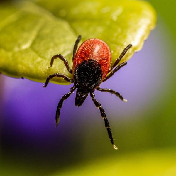 Quali sono le malattie trasmesse dalla zecca all’uomo: tipologie pericolose