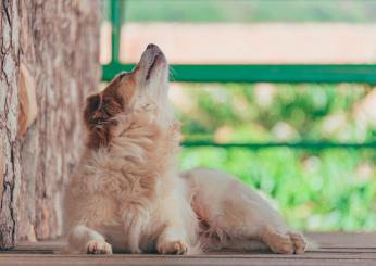 Perché i cani ululano? Ecco i motivi | VIDEO