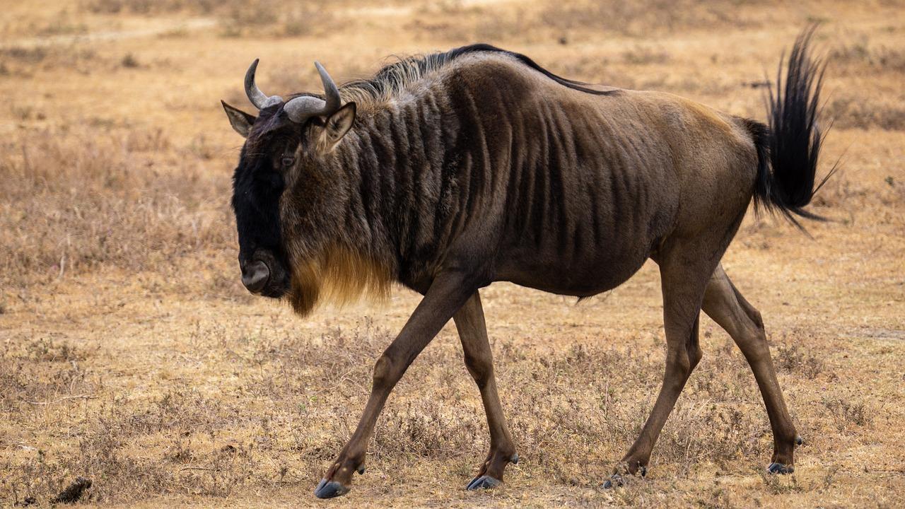 Cos’è il Progetto GNU: il Software Libero compie 40 anni, a che punto siamo