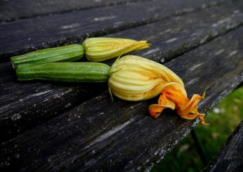 Fiori di zucchina: ricette e idee per cucinarli in modo creativo