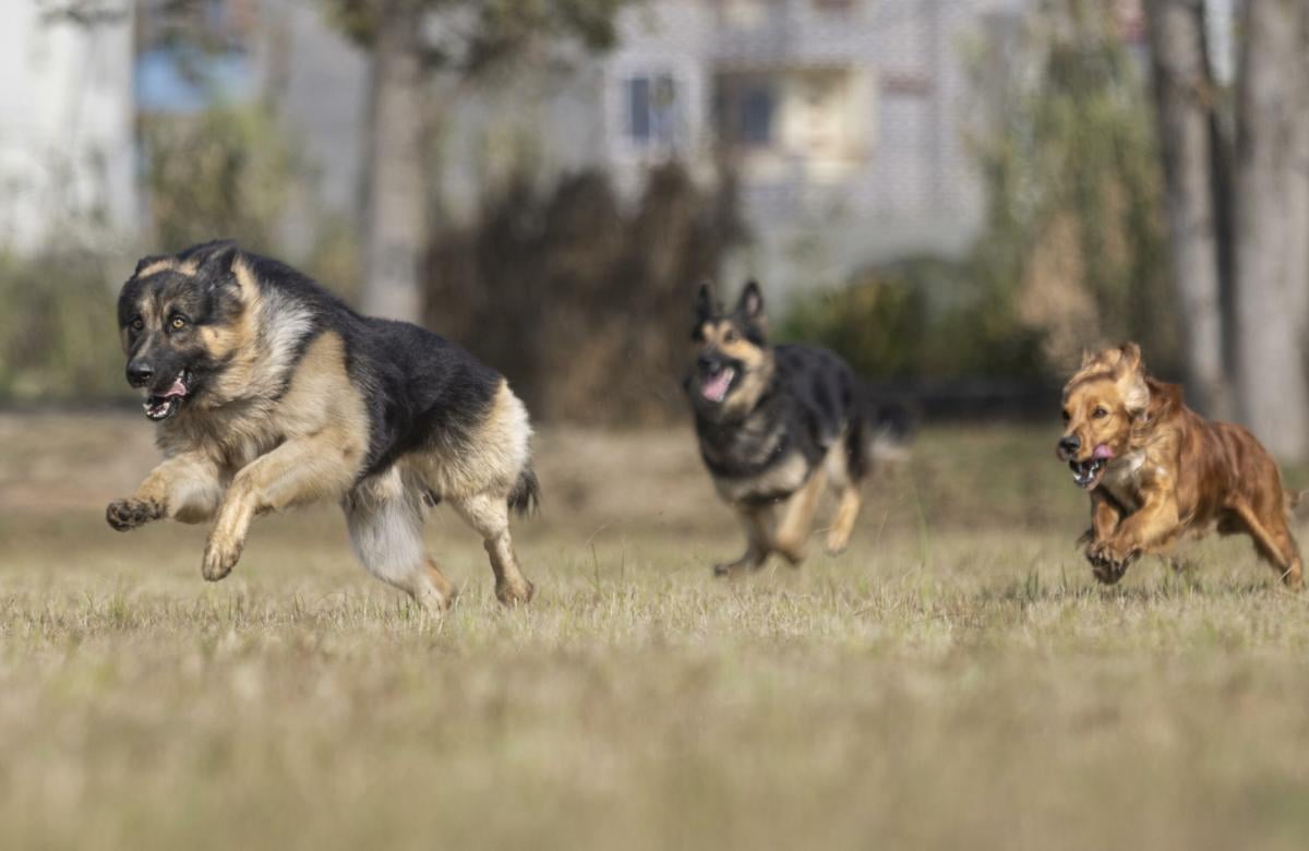 Corea del Sud, stop ai cani allevati per la macellazione: divieto e…