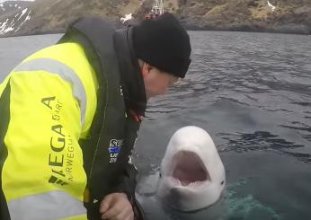 La balena Beluga Hvaldimir perché era considerata una spia russa? Causa morte e storia del famoso cetaceo