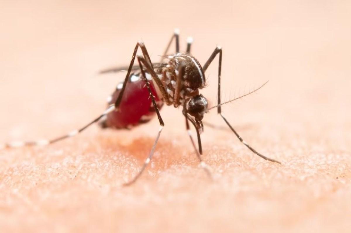 Si muore di Virus West Nile? Cosa fare se si sospetta un’infezione …