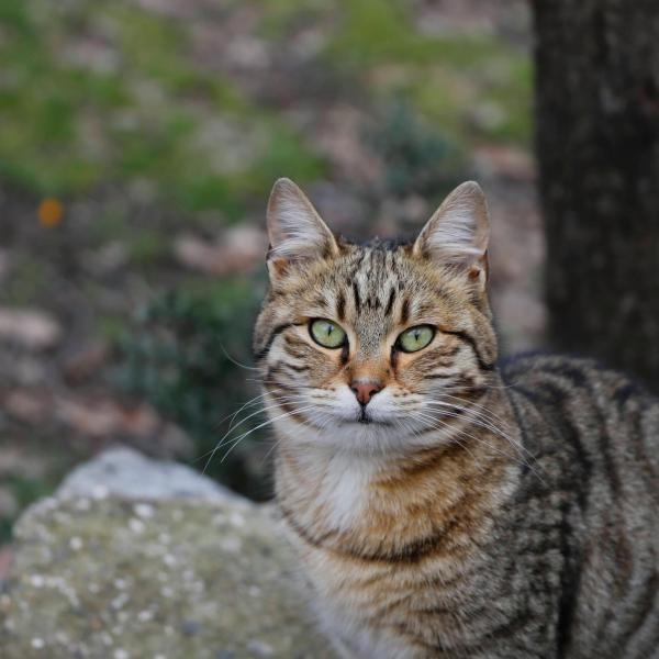 Come riconoscere un gatto europeo? Curiosità sulla razza più diffusa in Italia