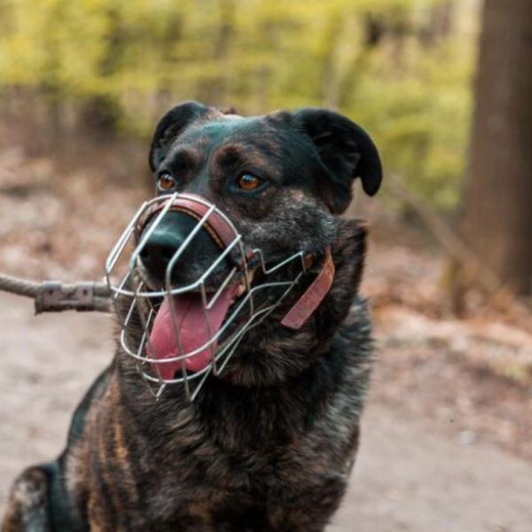 La museruola fa male al cane? Scopri se è stressante e quali sono i vantaggi e gli svantaggi