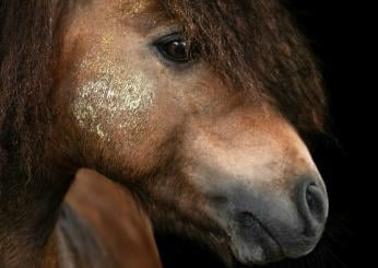 Napoli, 30enne fucilò brutalmente cavallo a Lettere: arrestato