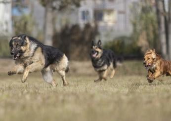 Corea del Sud, stop ai cani allevati per la macellazione: divieto entro il 2027