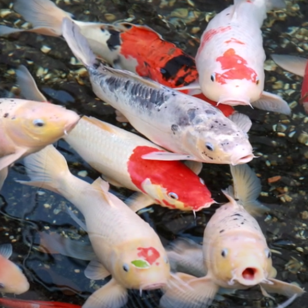 Come riconoscere una carpa koi e distinguerla da un pesce rosso?