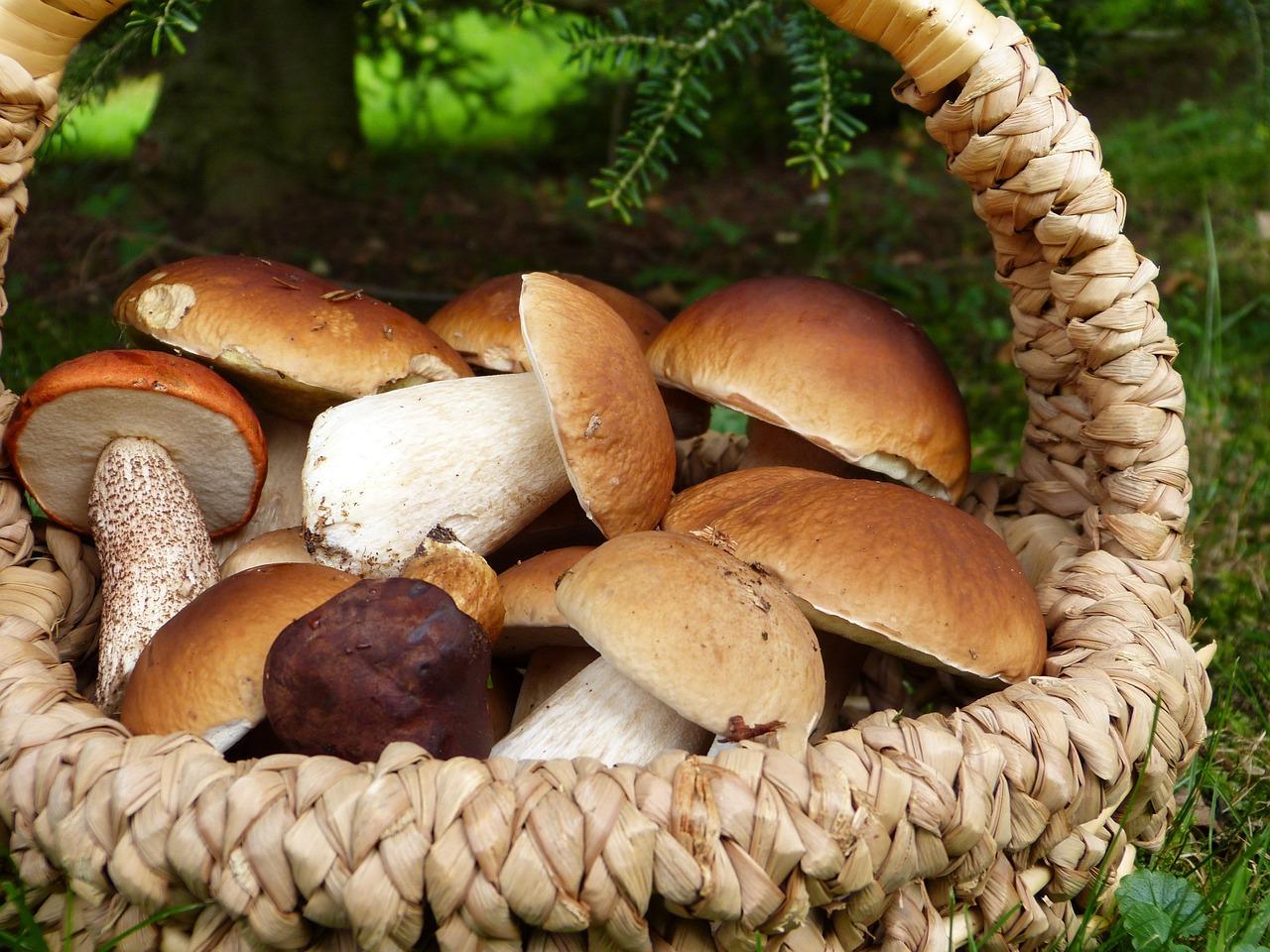 Coccole d’autunno: filetto ai funghi porcini