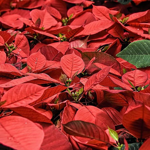 Come curare la Poinsettia? 5 consigli fondamentali