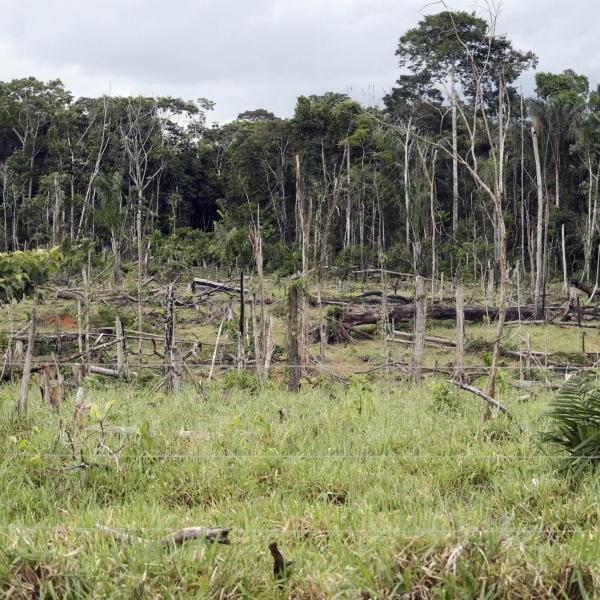 UE stop all’importazione di prodotti da deforestazione: regolamentato il commercio di caffé, legno e olio di palma