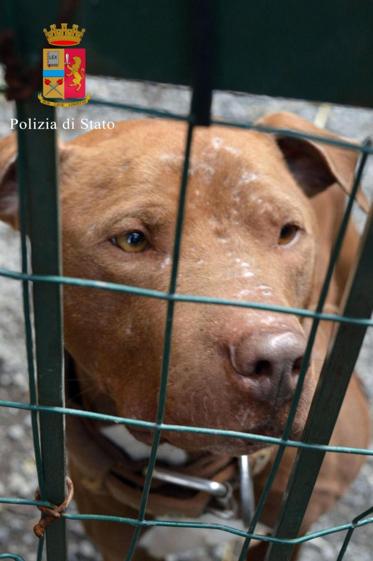 Imperia, bimbo di due anni morso da un pitbull: è grave in ospedale