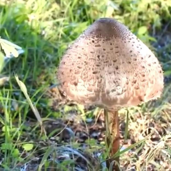 Il fungo Mazza di Tamburo è velenoso? Specie aliena tropicale individuata in Calabria