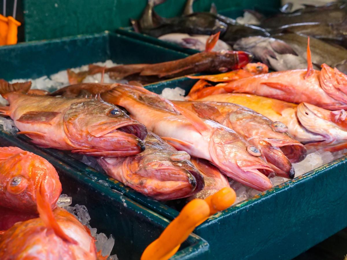 Voglia di pesce: ecco come si cucina il dentice