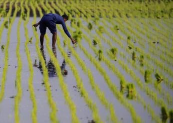 Chi è la moglie di Satnam Singh e cosa ha detto sulla morte del bracciante agricolo di Latina?