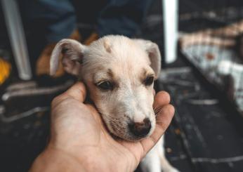 Cosa fare per adottare un cane al canile: procedura e consigli per la scelta