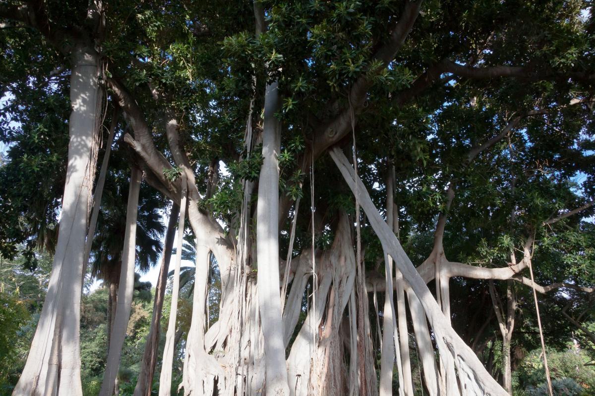 Albero italiano dell’anno 2022: vince il grande Ficus macrophylla d…