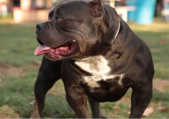 Cosa sta succedendo nel Regno Unito? Perché i cani American Bully sono stati vietati?