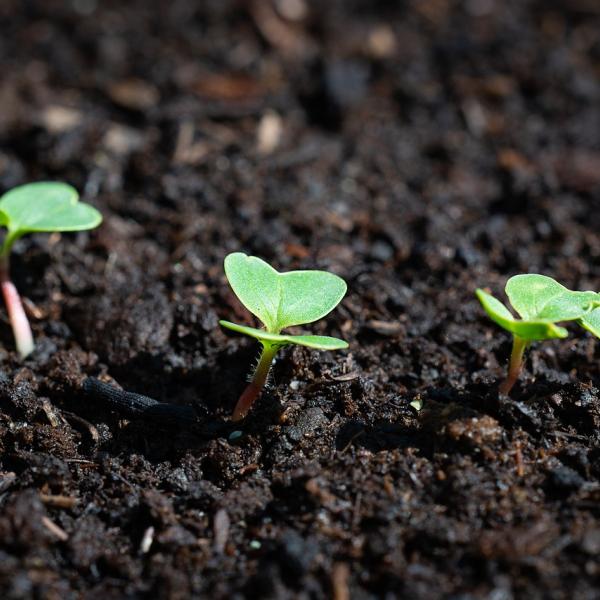 Cosa seminare a Settembre? Consigli su cosa piantare nell’orto e giardino