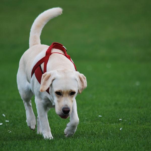 Perchè i cani mangiano le proprie feci? Cosa fare e conseguenze per l’animale