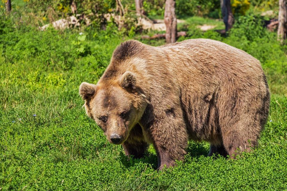 Abruzzo, la versione dell’uomo aggredito da un orso non convince l’Ente Parco: “Vicenda poco chiara”